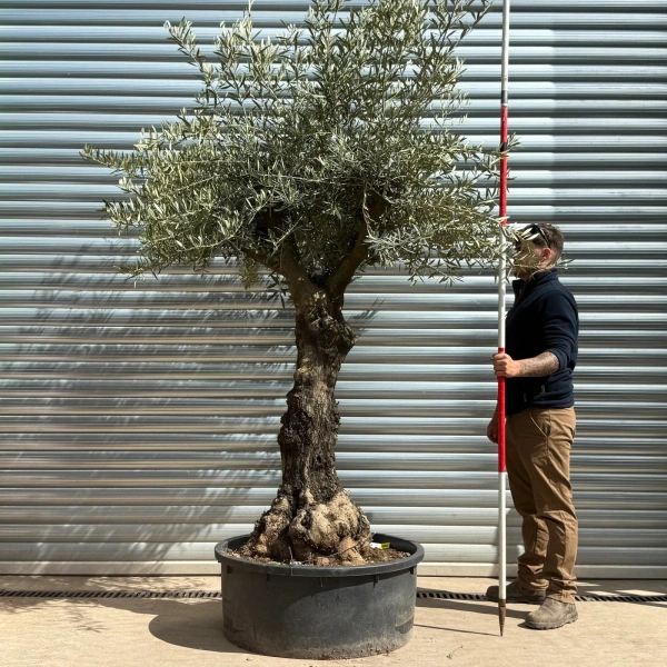 Olive Trees | Gnarly Olive Trees | 22986