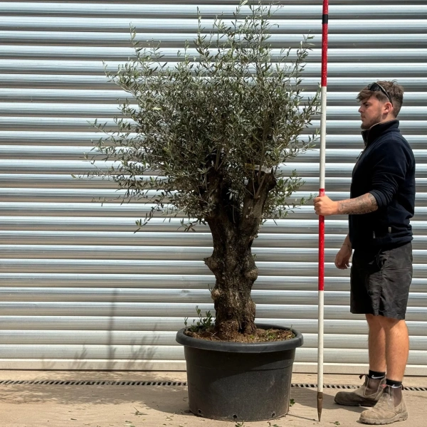 Olive Trees | Gnarly Olive Trees | 22987