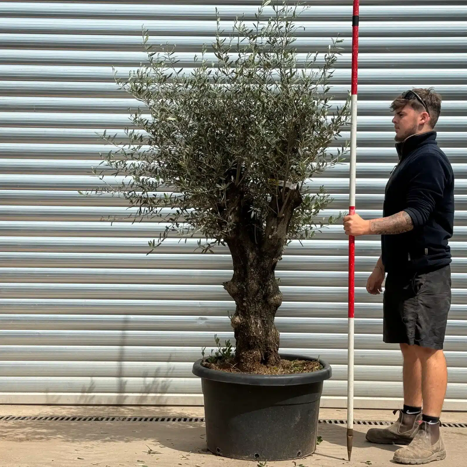 Olive Trees | Gnarly Olive Trees | 22987 1 Olive Trees | Gnarly Olive Trees | 22987