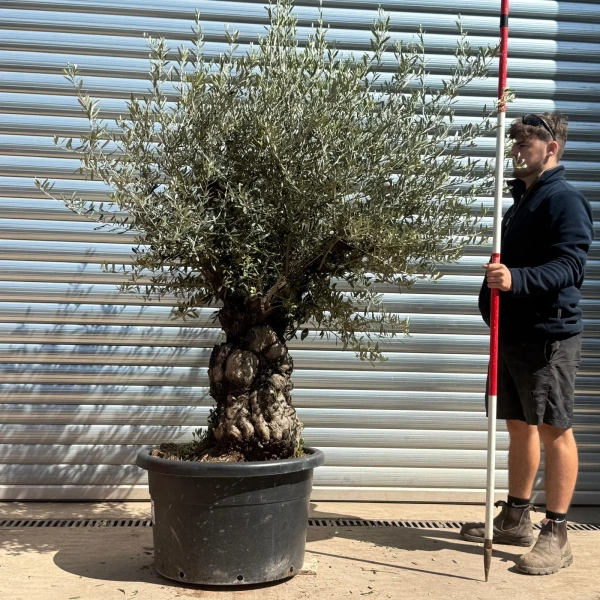 Olive Trees | Gnarly Olive Trees | 22988