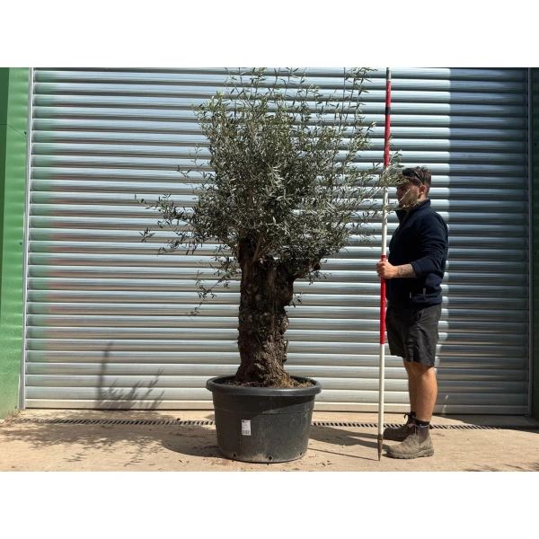 Olive Trees | Gnarly Olive Trees | 22989