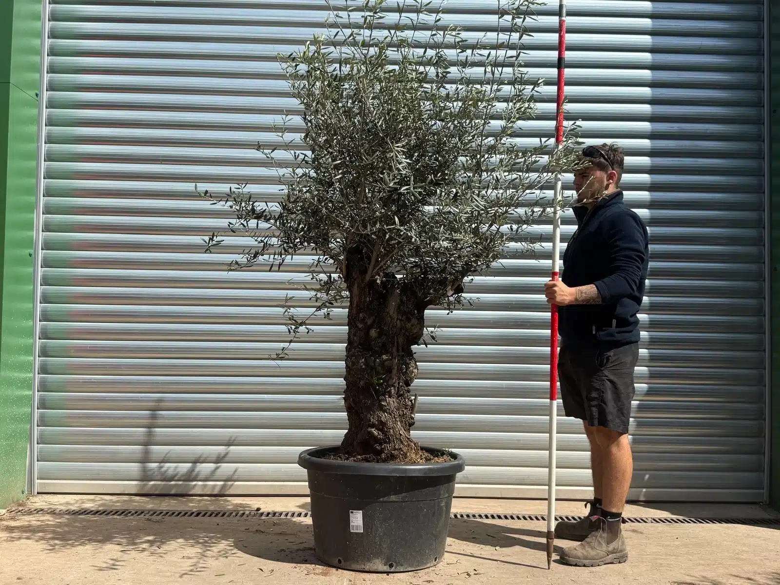 Olive Trees | Gnarly Olive Trees | 22989 1 Olive Trees | Gnarly Olive Trees | 22989