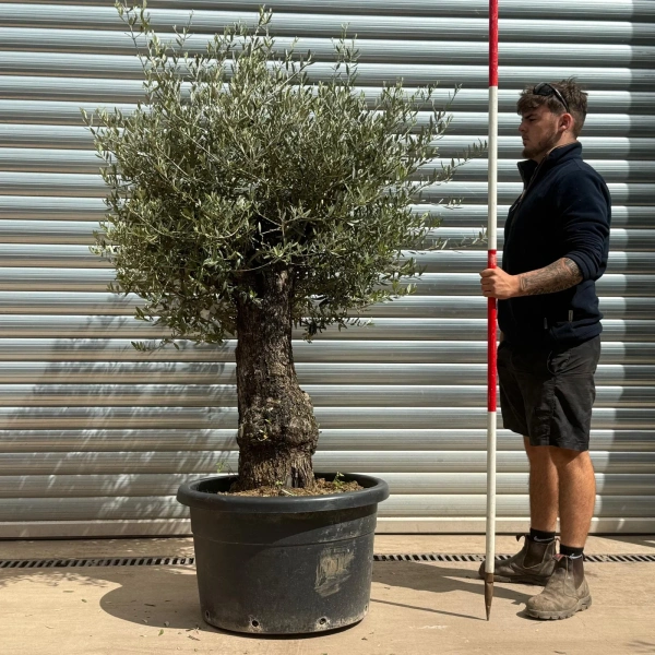Olive Trees | Gnarly Olive Trees | 22991