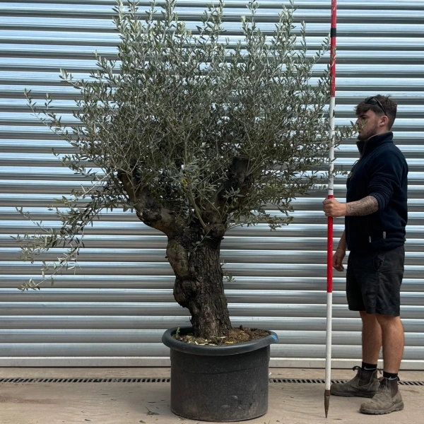Olive Trees | Gnarly Olive Trees | 22992