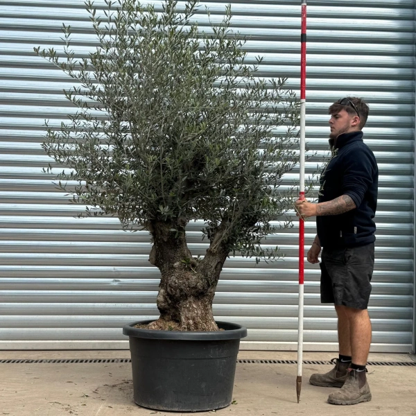 Olive Trees | Gnarly Olive Trees | 22993