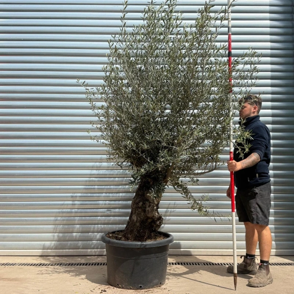 Olive Trees | Gnarly Olive Trees | 22994