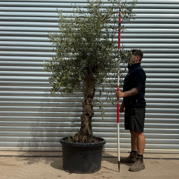 Olive Trees | Gnarly Olive Trees | 22995
