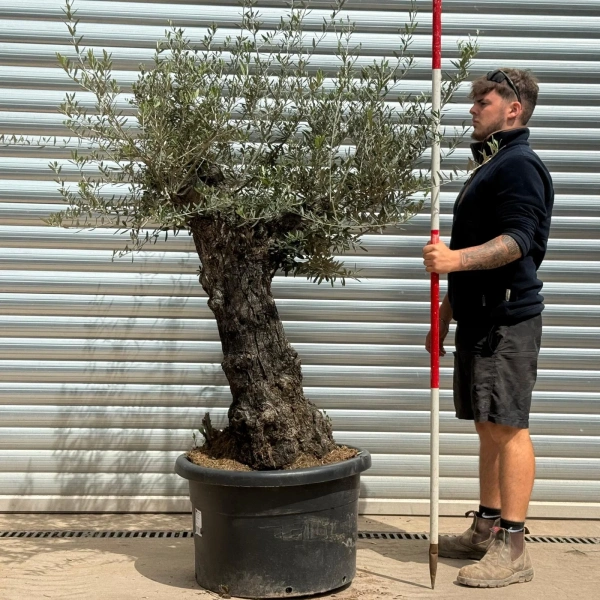 Olive Trees | Gnarly Olive Trees | 22996