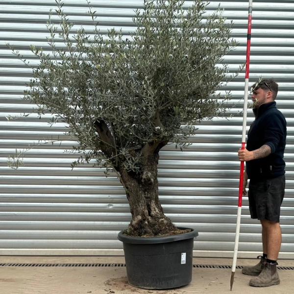Olive Trees | Gnarly Olive Trees | 22997