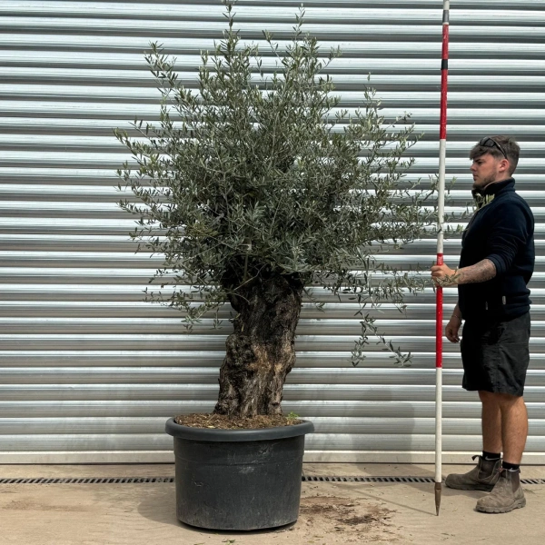 Olive Trees | Gnarly Olive Trees | 22998