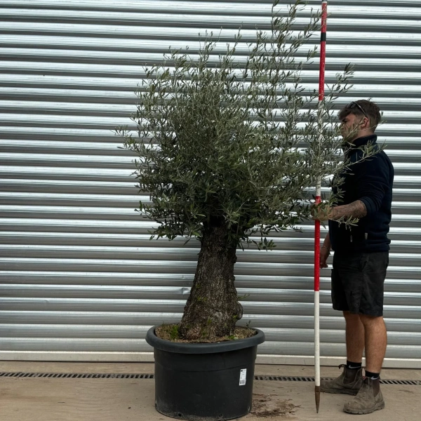 Olive Trees | Gnarly Olive Trees | 22999