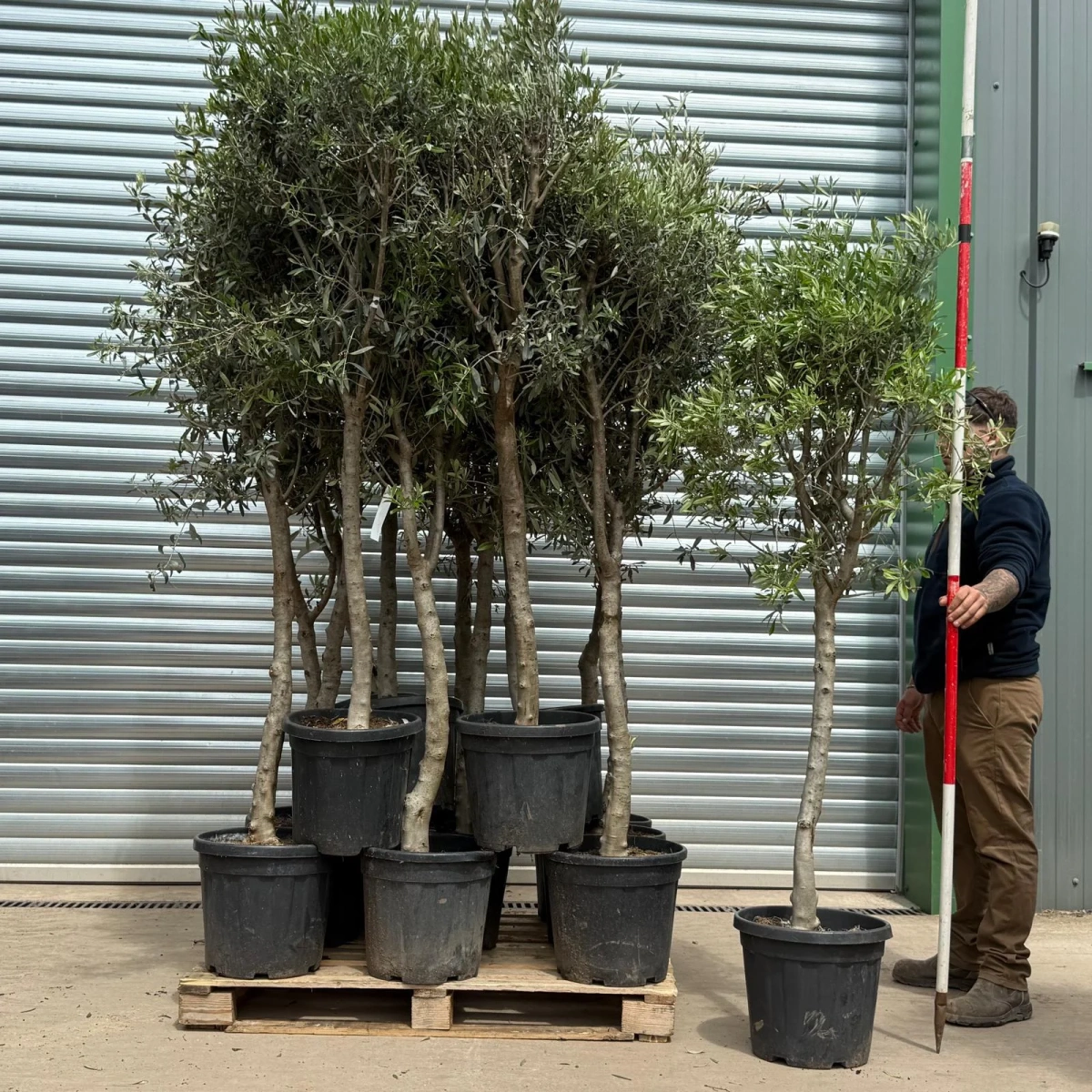Homepage 3 Olive Trees | Sicily Olive Trees x 15 | Bulk Order