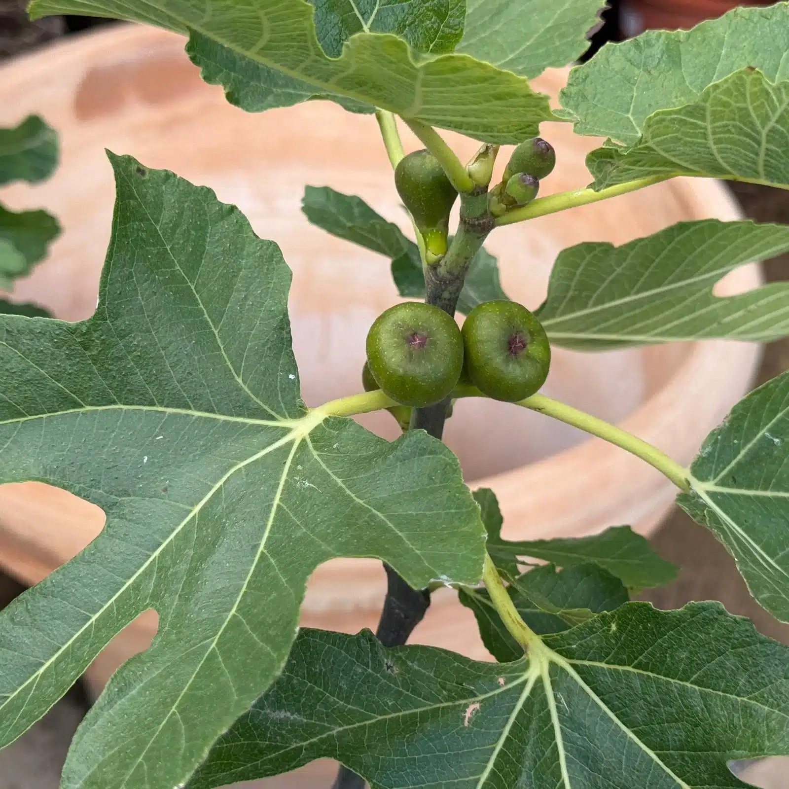 Fig Tree | Mature Multi-Stem | 22748 3 Fig Tree | Mature Multi-Stem | 22748 - Image 2