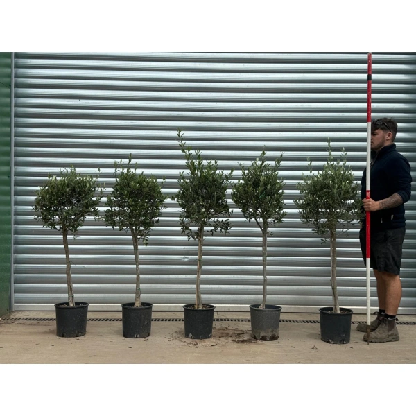 Homepage 1 Olive Trees | Young Olive Trees | Collection x 5