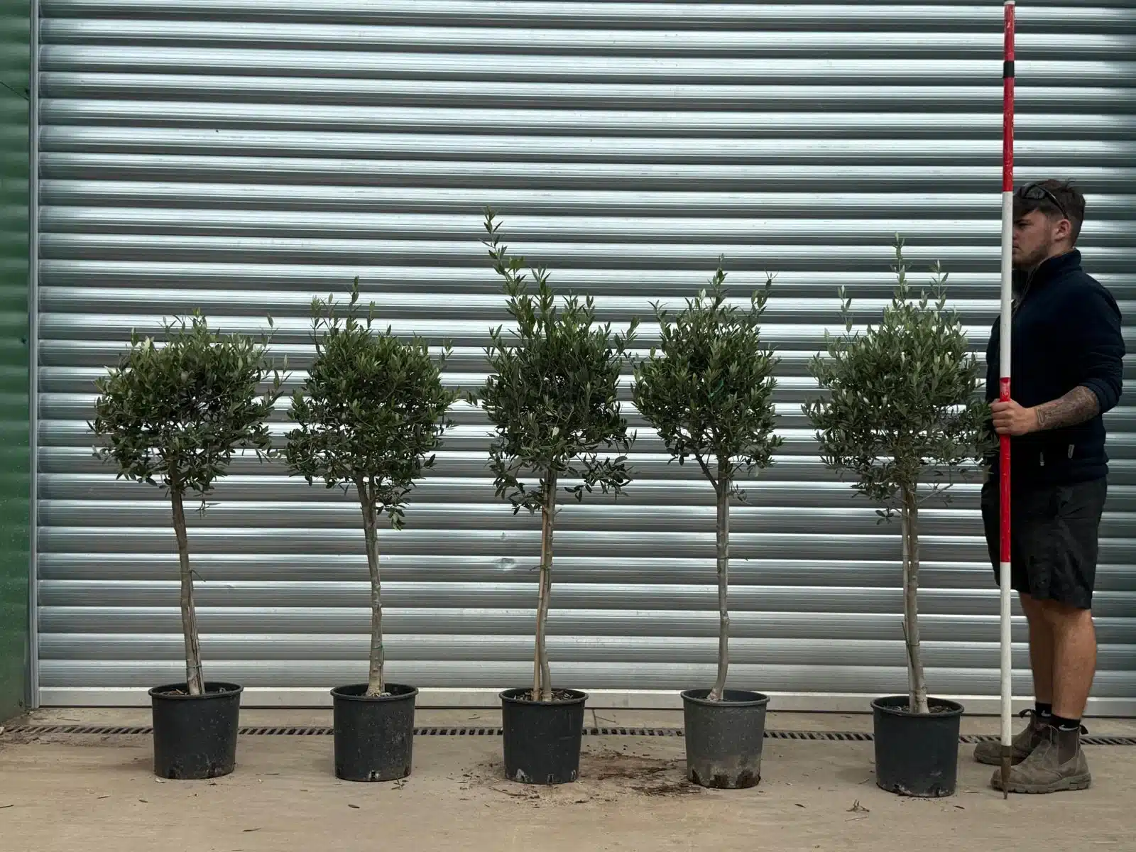 Olive Trees | Young Olive Trees | Collection x 5 1 Olive Trees | Young Olive Trees | Collection x 5