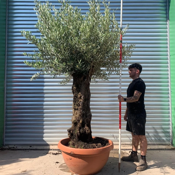 Homepage 1 Olive Trees | Gnarly Olive Trees | 22336