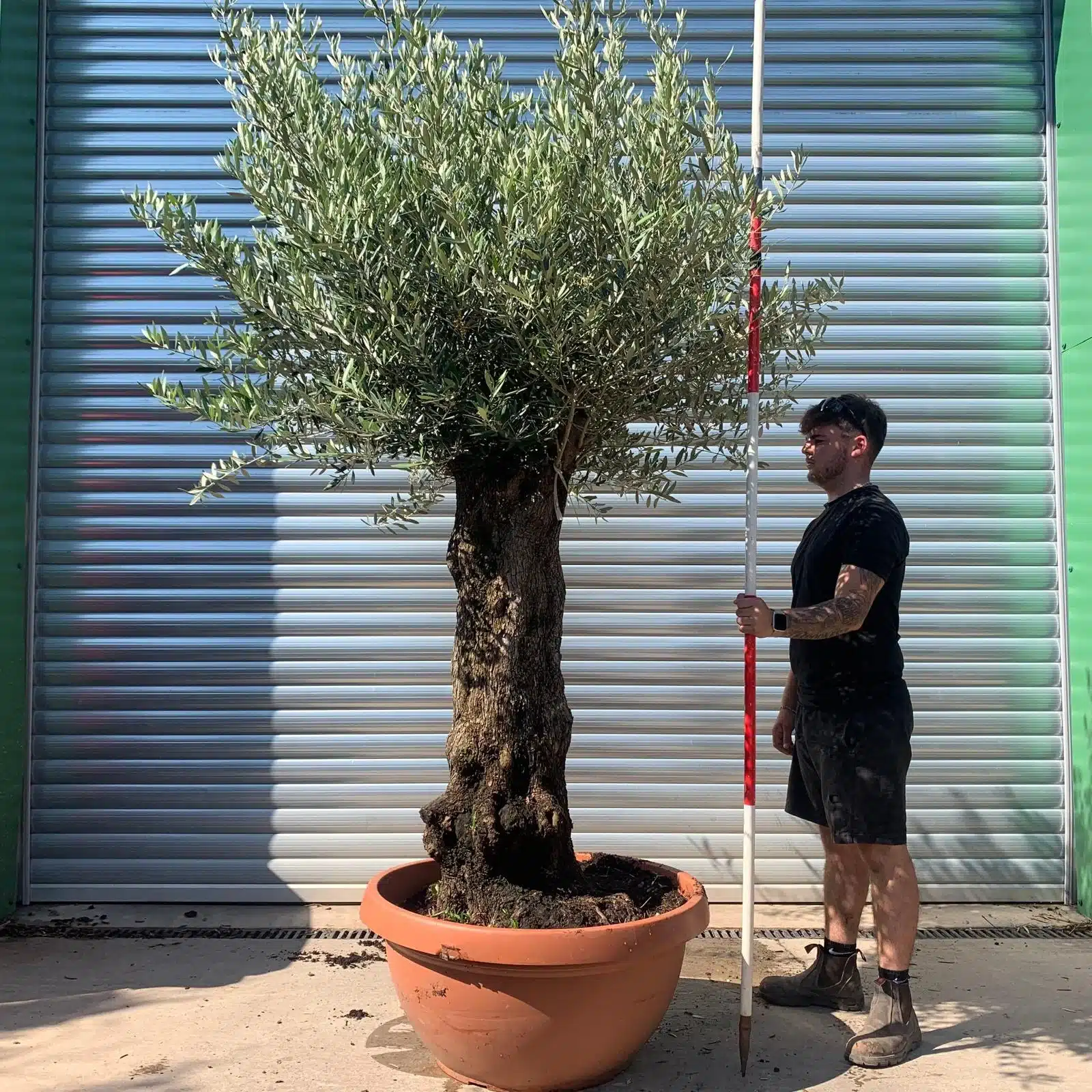 Olive Trees | Gnarly Olive Trees | 22336 1 Olive Trees | Gnarly Olive Trees | 22336
