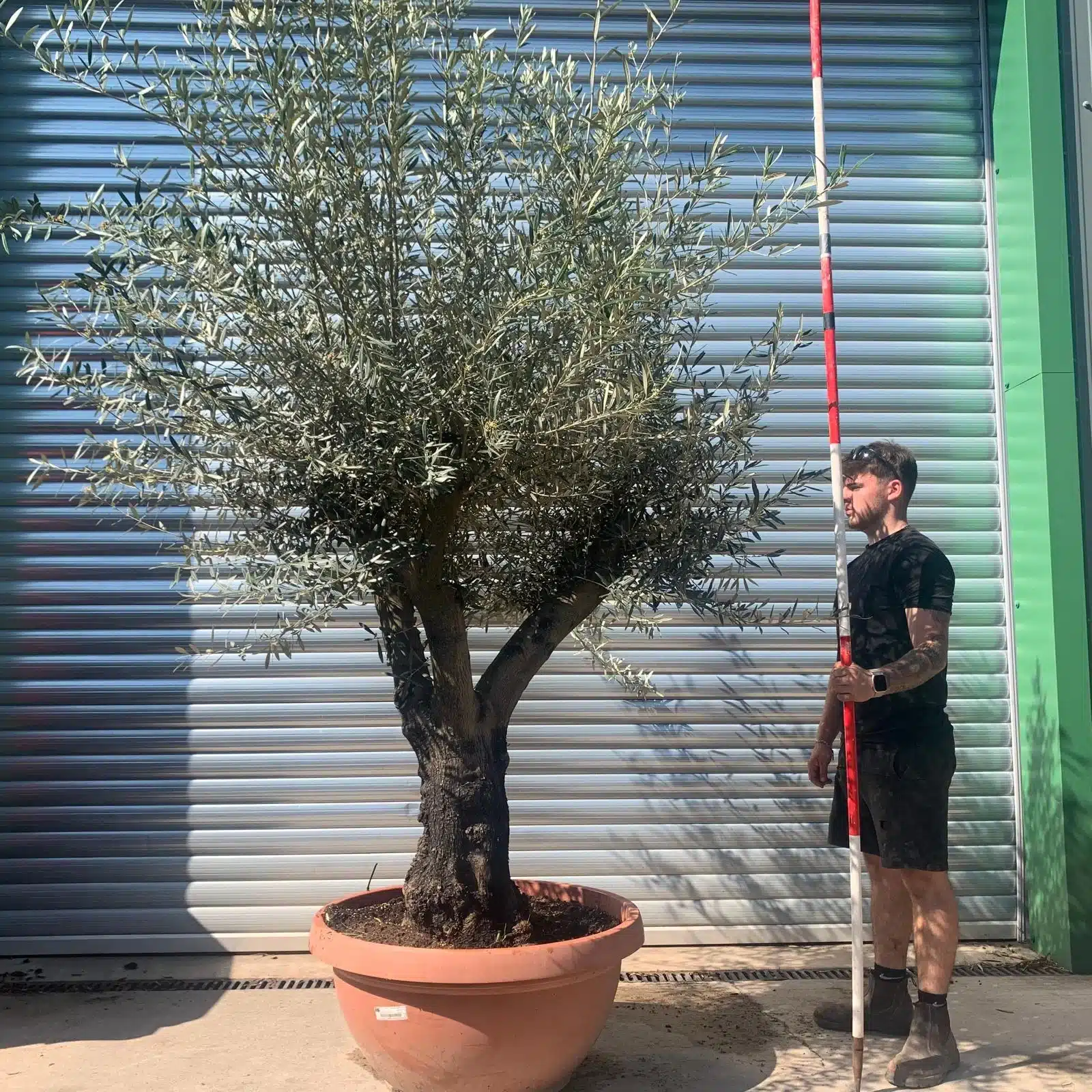 Olive Trees | Branched Olive Trees | 22337 1 Olive Trees | Branched Olive Trees | 22337