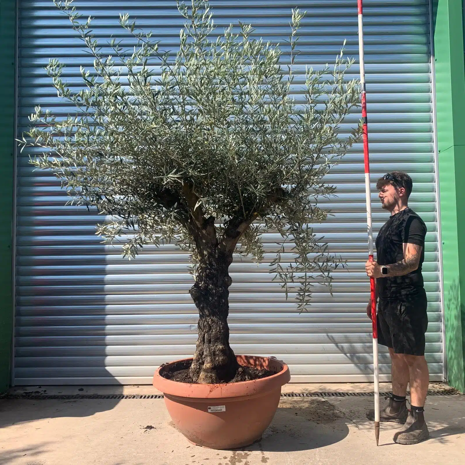 Olive Trees | Branched Olive Trees | 22338 1 Olive Trees | Branched Olive Trees | 22338