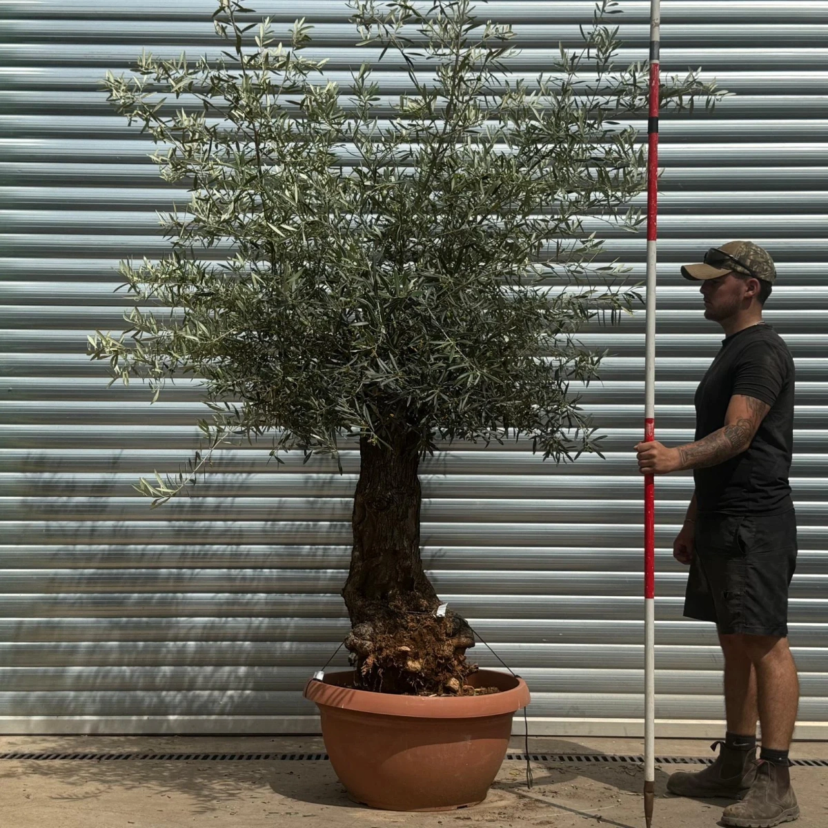 Homepage 1 Olive Trees | Gnarly Olive Trees | 22339