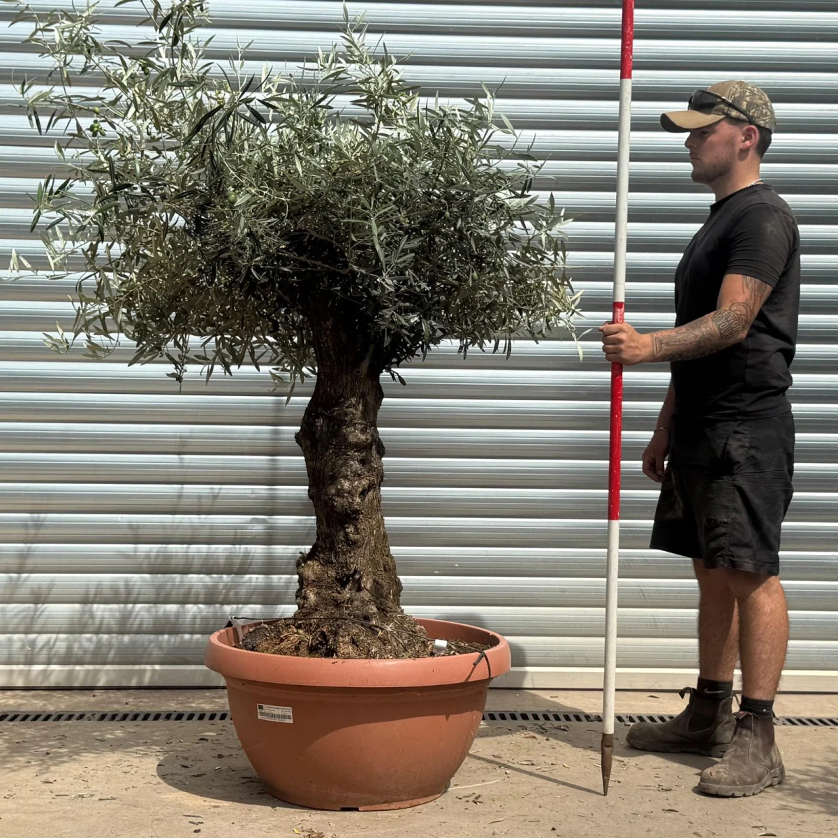Homepage 2 Olive Trees | Gnarly Olive Trees | 22340
