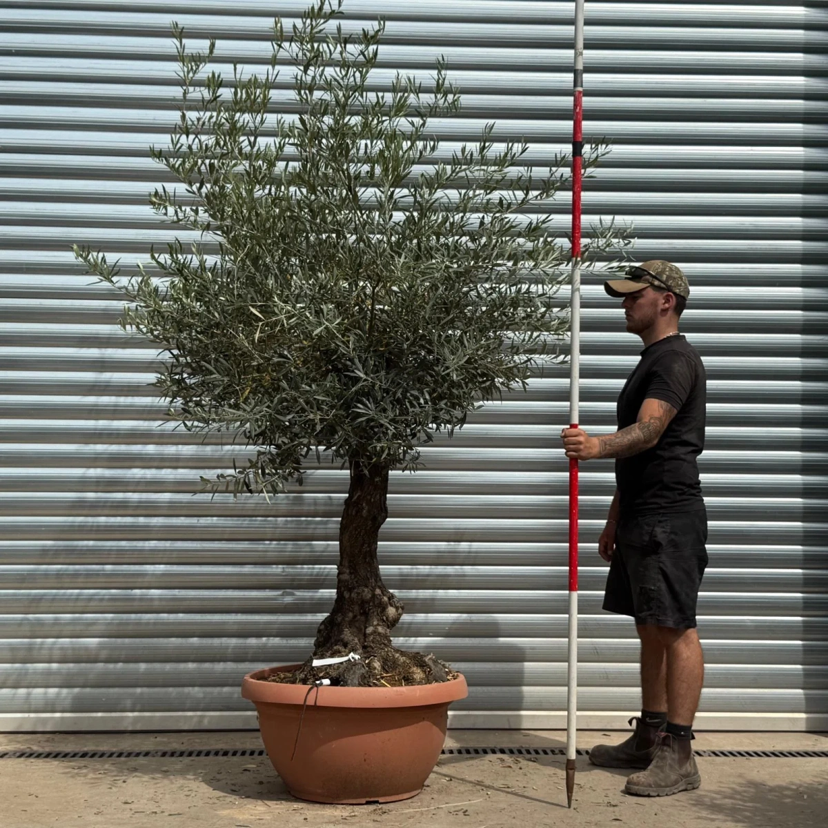 Homepage 3 Olive Trees | Gnarly Olive Trees | 22341