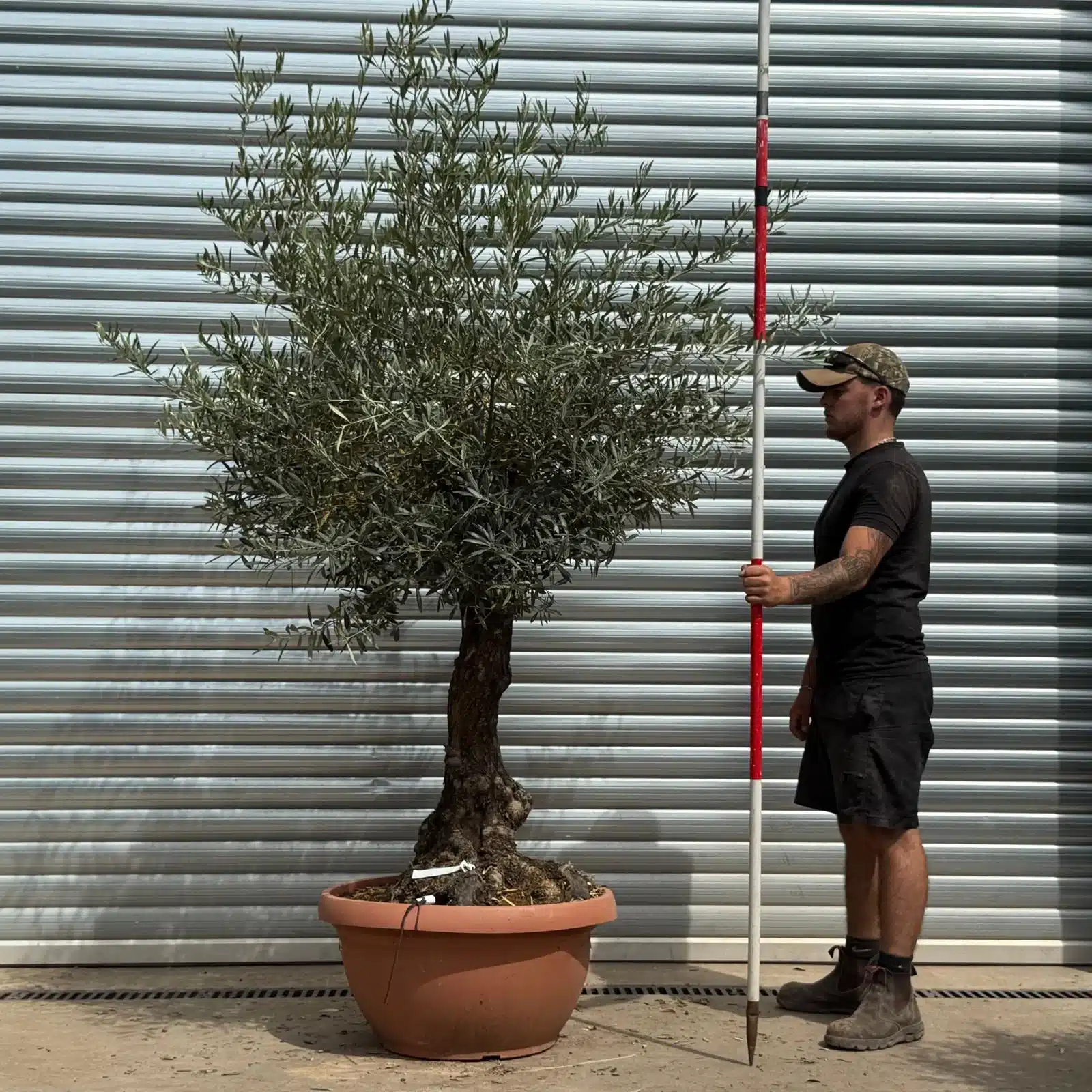 Olive Trees | Gnarly Olive Trees | 22341 1 Olive Trees | Gnarly Olive Trees | 22341