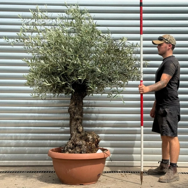 Olive Trees | Gnarly Olive Trees | 22342