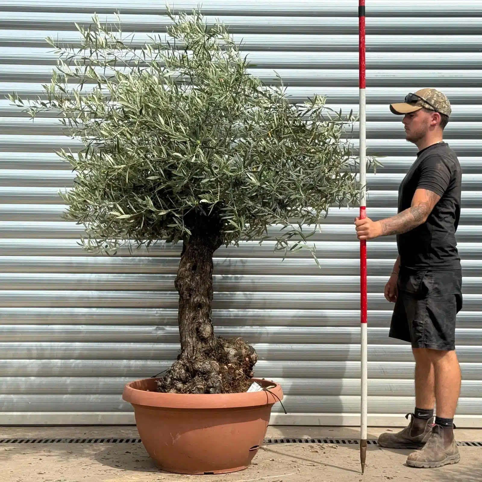 Olive Trees | Gnarly Olive Trees | 22342