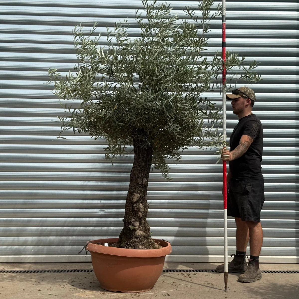 Homepage 4 Olive Trees | Gnarly Olive Trees | 22343