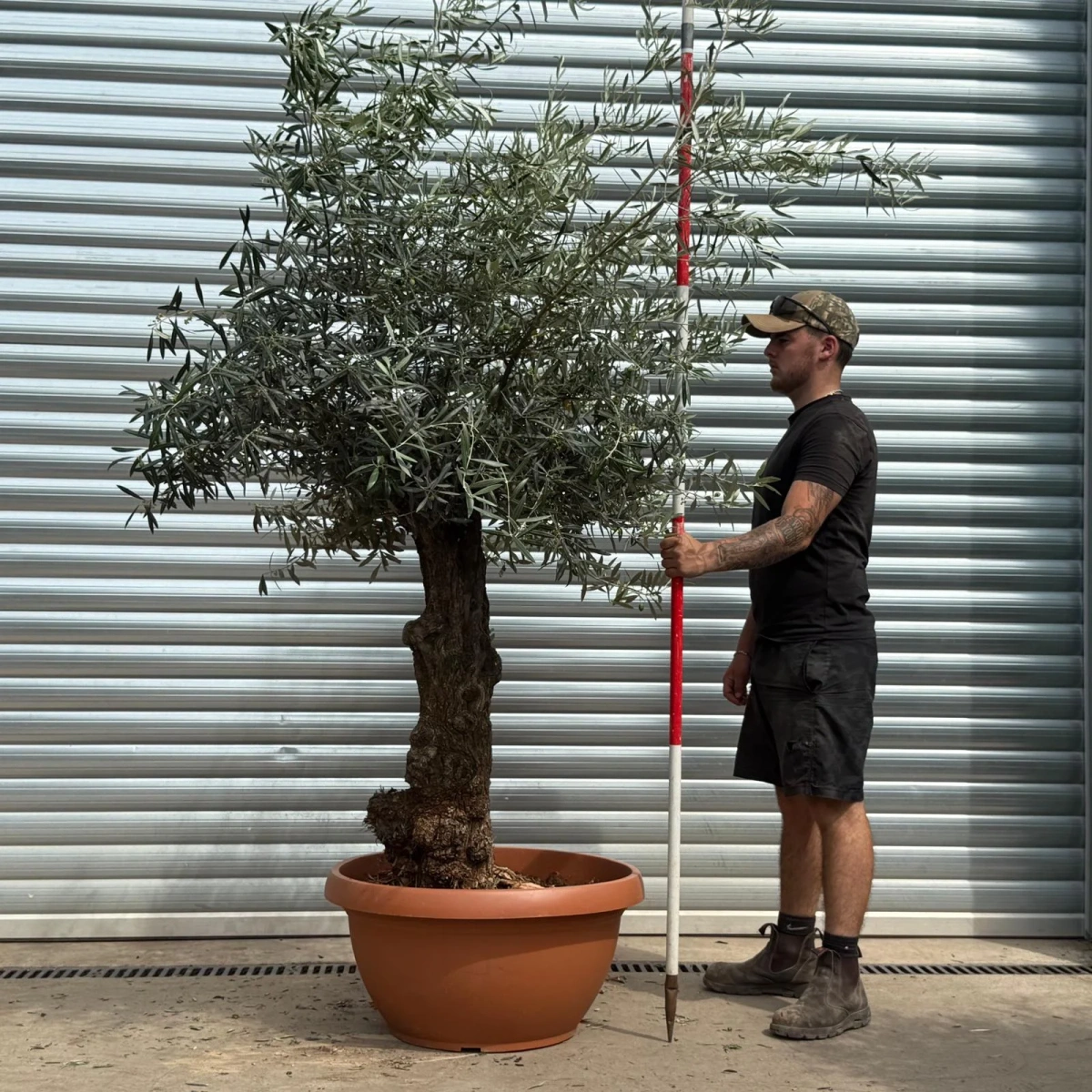 Homepage 5 Olive Trees | Gnarly Olive Trees | 22344