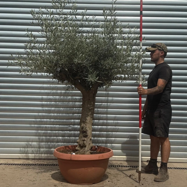 Olive Trees | Branched Olive Trees | 22345