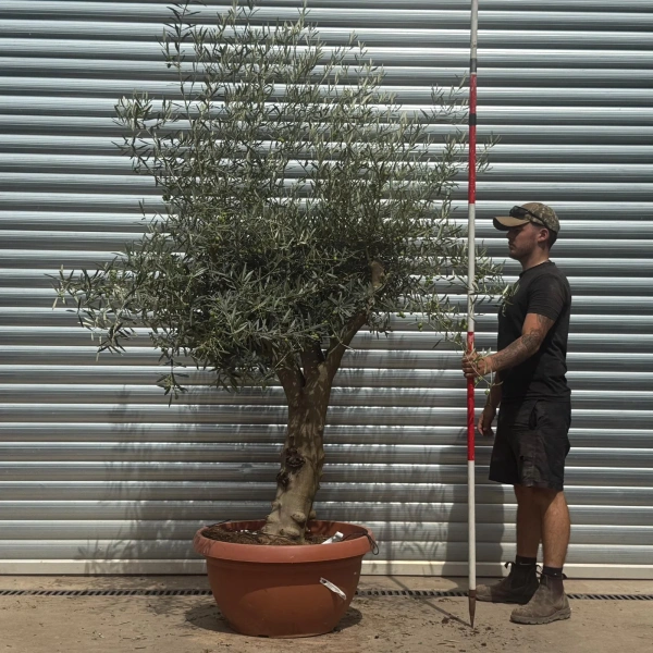 Olive Trees | Branched Olive Trees | 22346