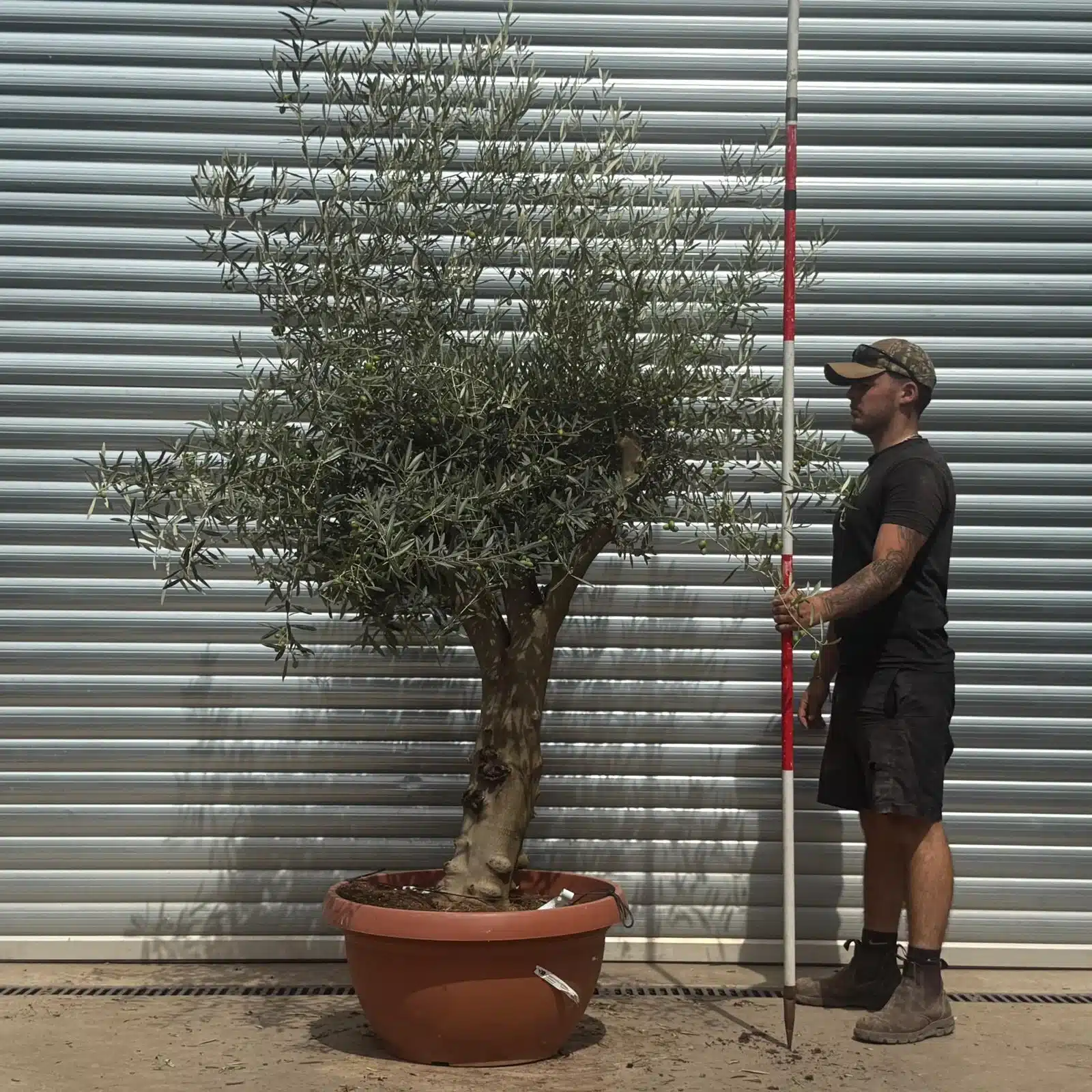 Olive Trees | Branched Olive Trees | 22346