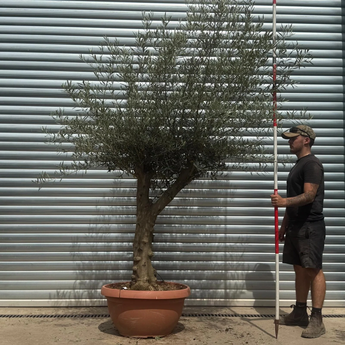 Homepage 6 Olive Trees | Branched Olive Trees | 22347