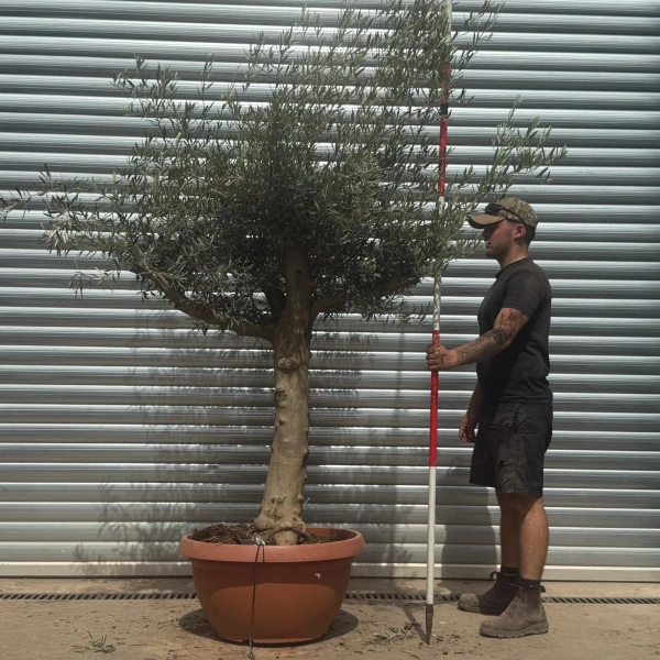 Olive Trees | Branched Olive Trees | 22350