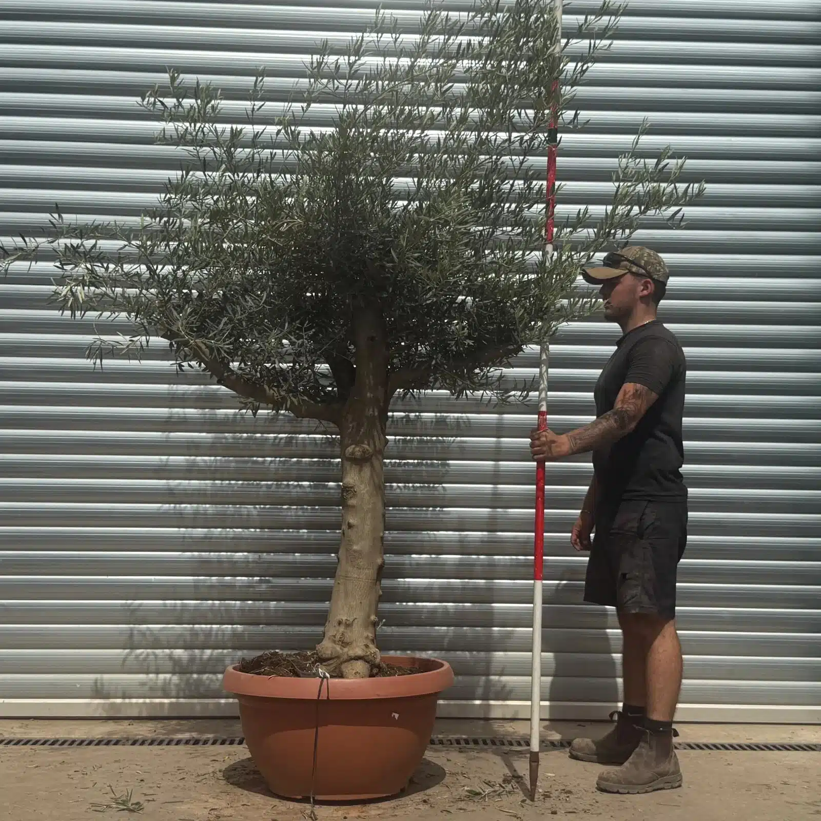 Olive Trees | Branched Olive Trees | 22350 1 Olive Trees | Branched Olive Trees | 22350