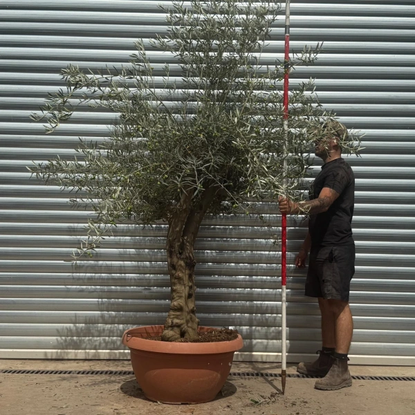 Homepage 8 Olive Trees | Branched Olive Trees | 22351