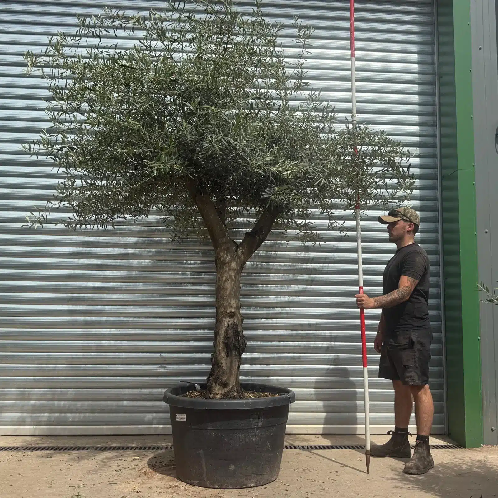 Olive Trees | Branched Olive Trees | 22353