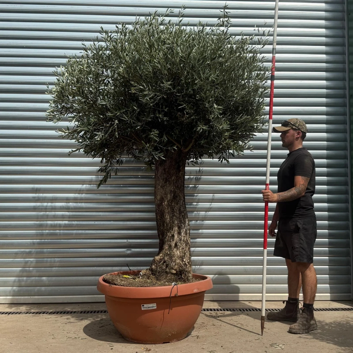 Olive Trees | Old Olive Trees | 22355