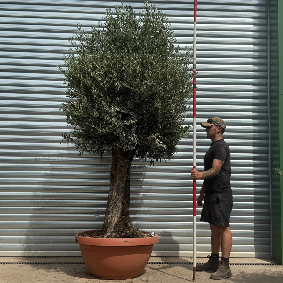 Homepage 8 Olive Trees | Old Olive Trees | 22356