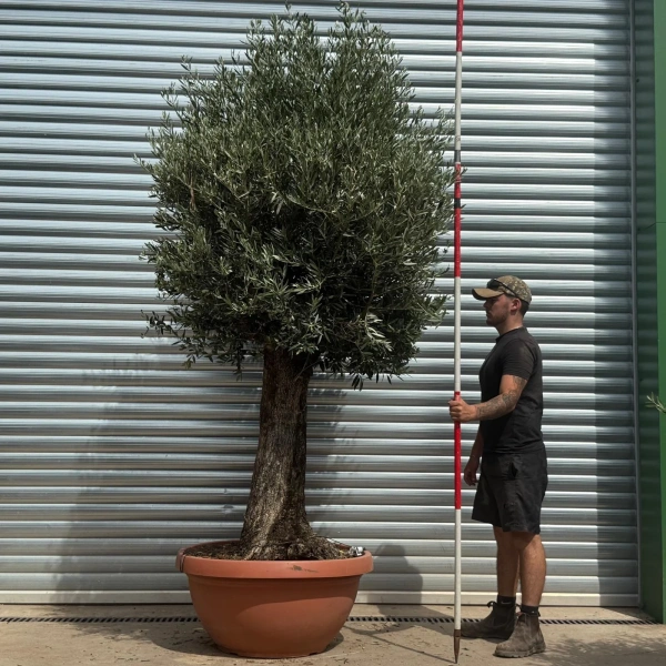 Olive Trees | Old Olive Trees | 22356