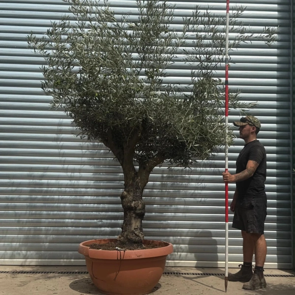 Olive Trees | Branched Olive Trees | 22357