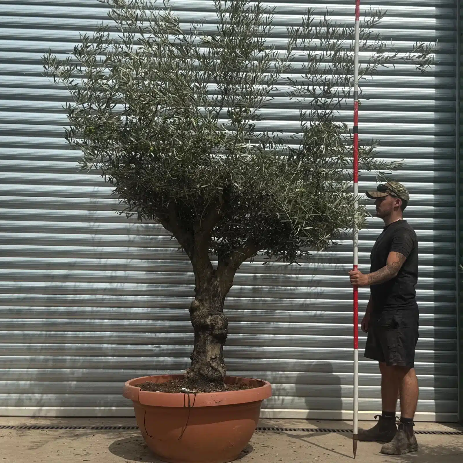 Olive Trees | Branched Olive Trees | 22357 1 Olive Trees | Branched Olive Trees | 22357