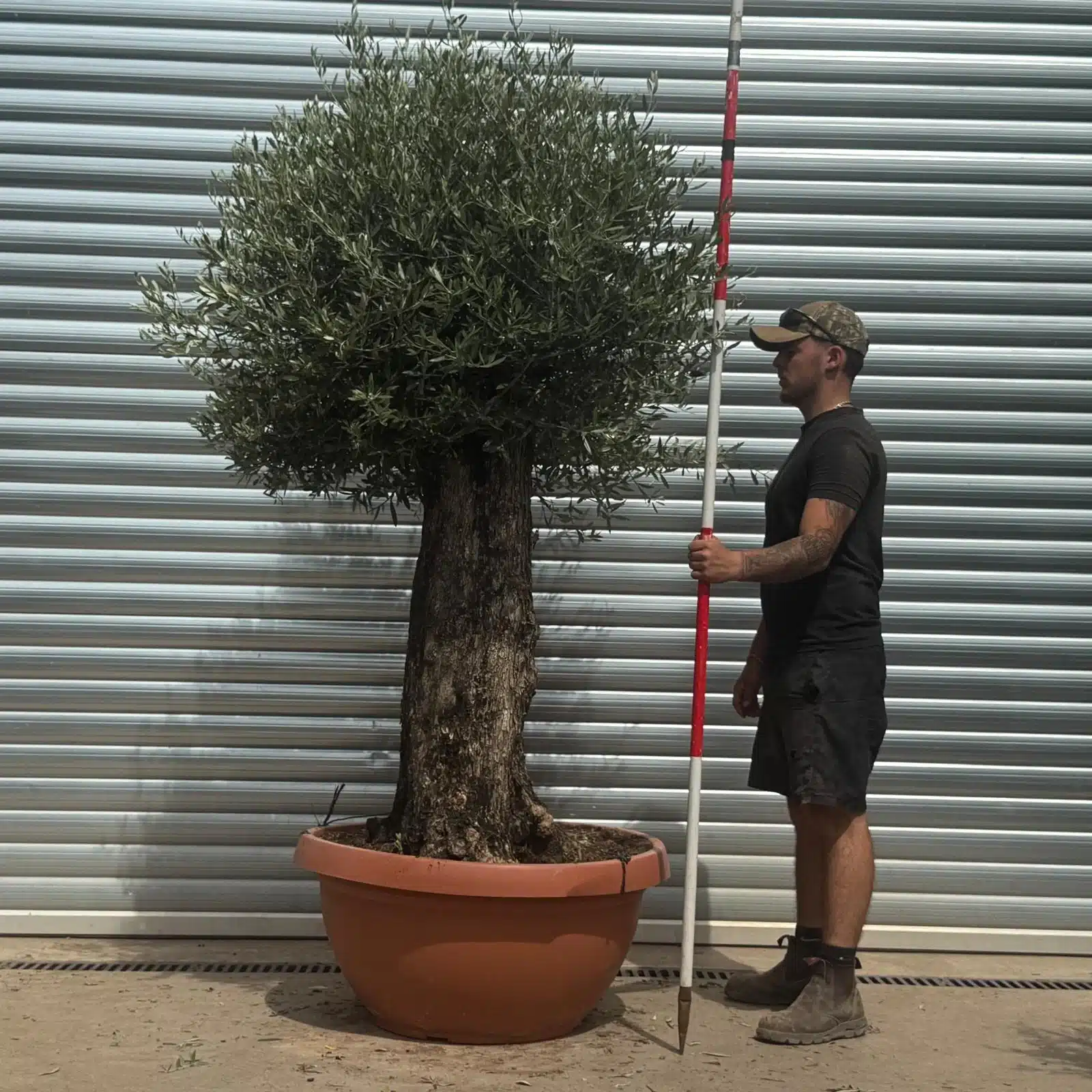 Olive Trees | Old Olive Trees | 22361 1 Olive Trees | Old Olive Trees | 22361