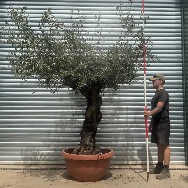 Olive Trees | Branched Olive Trees | 22363
