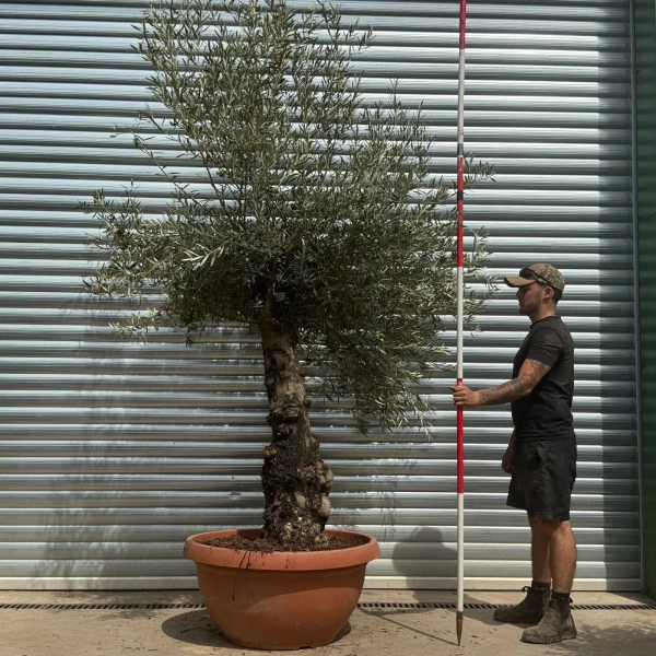 Olive Trees | Branched Olive Trees | 22364