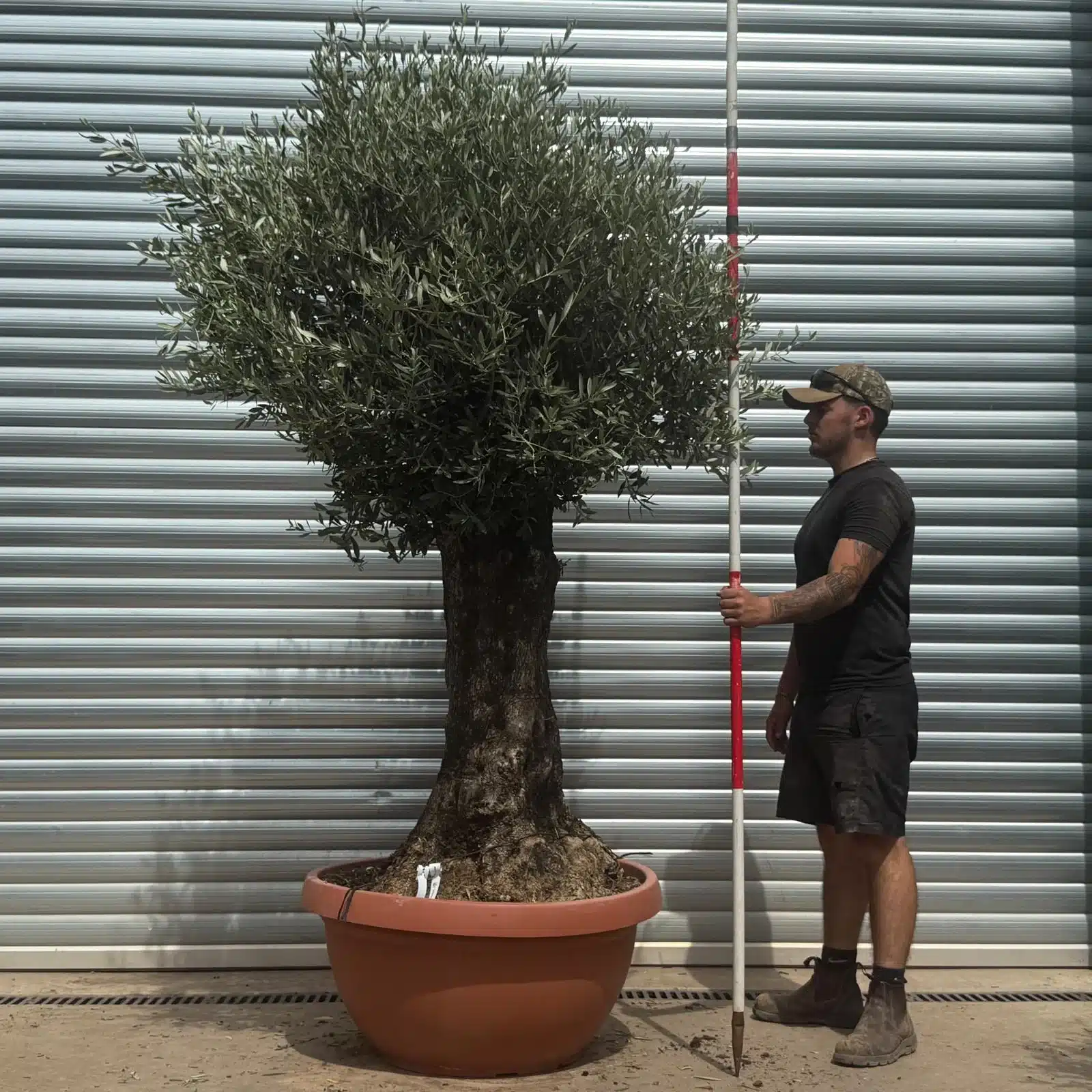 Olive Trees | Old Olive Trees | 22365 1 Olive Trees | Old Olive Trees | 22365