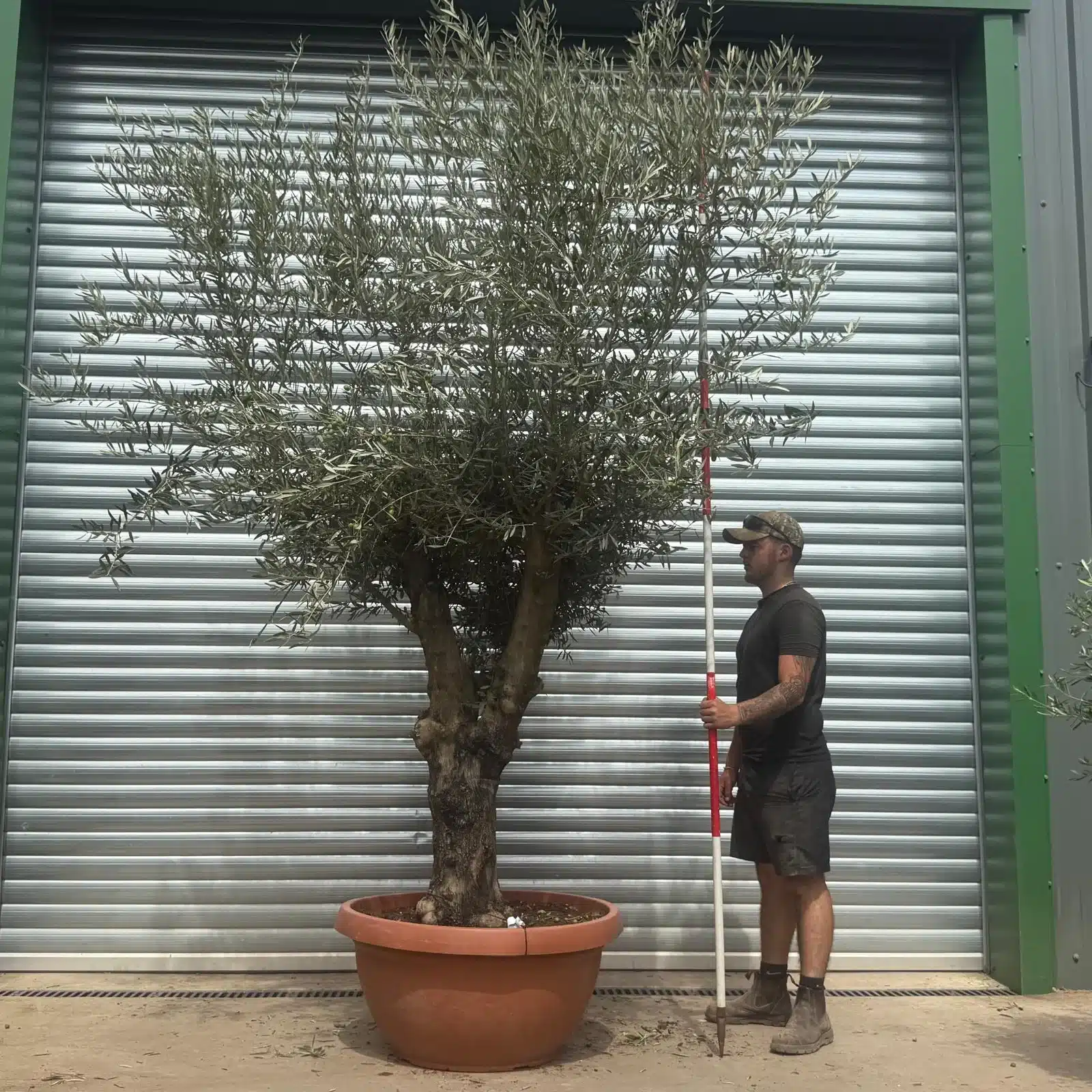 Olive Trees | Branched Olive Trees | 22366 1 Olive Trees | Branched Olive Trees | 22366
