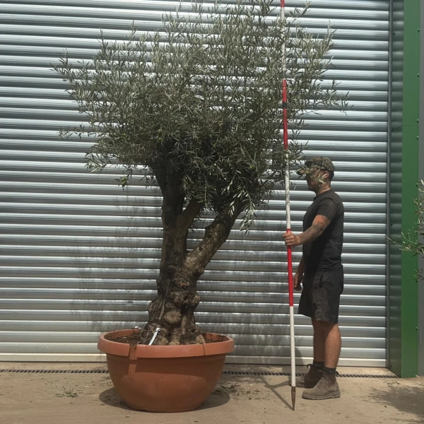 Olive Trees | Branched Olive Trees | 22367